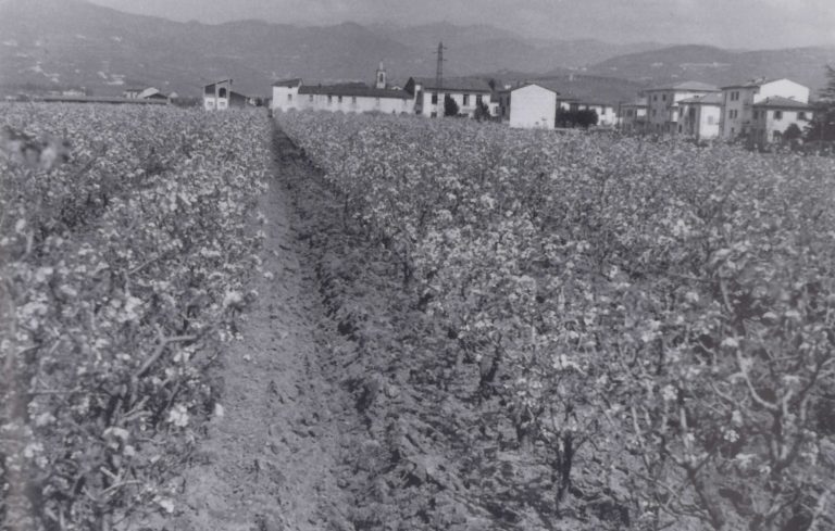 Frutteti del Podere dell’Orso, anno scolastico 1952-1953 (tratto da: Istituto Professionale di Stato per l’Agricoltura e l’Ambiente "Carlo de Franceschi", Podere dell’Orso, cento anni di studio, sperimentazione, divulgazione e istruzione agraria a Pistoia, Settegiorni Editore, Pistoia, 2007, p. 43)